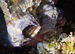 Austrobalanus imperator