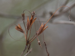 Rhododendron prinophyllum