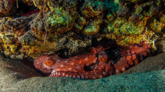 Callistoctopus macropus