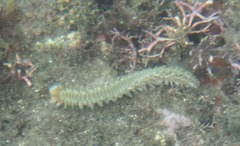 Hermodice carunculata