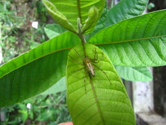 Oxyopidae