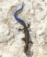 Plestiodon tetragrammus