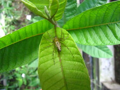 Oxyopidae