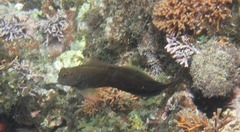 Ophioblennius macclurei