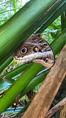 Caligo atreus
