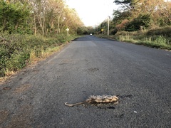 Didelphis marsupialis