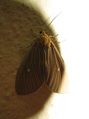 Asota caricae