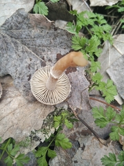 Meottomyces dissimulans