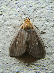 Asota caricae