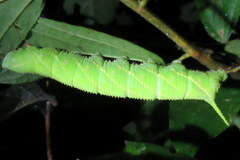 Marumba dyras