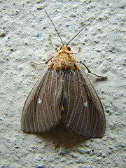 Asota caricae