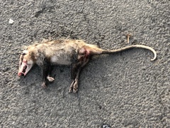 Didelphis marsupialis