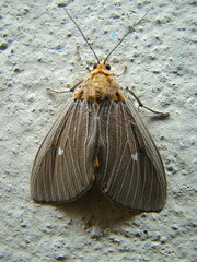 Asota caricae