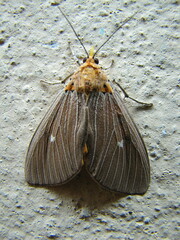 Asota caricae