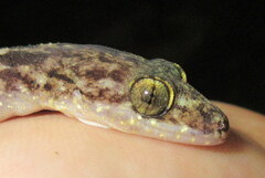 Cyrtodactylus tripuraensis