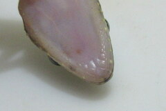 Cyrtodactylus tripuraensis