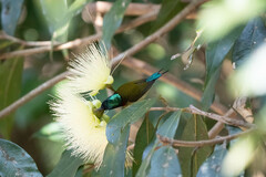 Aethopyga christinae