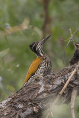 Chrysocolaptes guttacristatus
