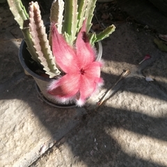 Stapelia grandiflora
