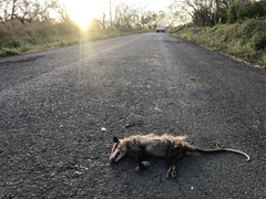 Didelphis marsupialis
