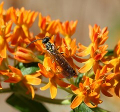 Myzinum quinquecinctum