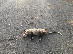 Didelphis marsupialis