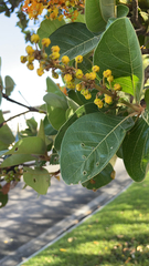 Byrsonima crassifolia