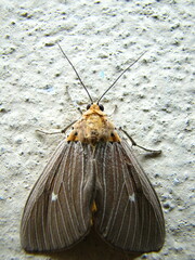 Asota caricae