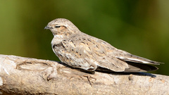 Chordeiles rupestris