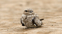 Chordeiles rupestris