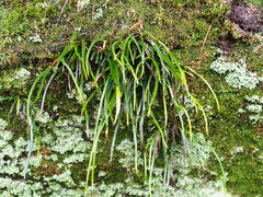 Haplopteris anguste-elongata