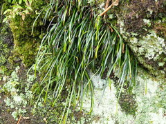 Haplopteris anguste-elongata