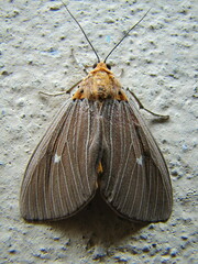 Asota caricae