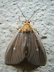 Asota caricae