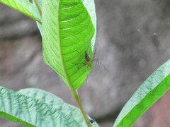 Oxyopidae