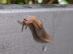 Ambigolimax