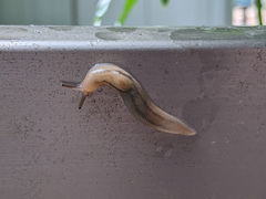Ambigolimax