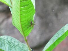 Oxyopidae