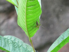 Oxyopidae
