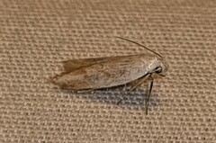Xyloryctidae