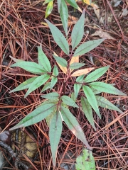 Zanthoxylum ailanthoides