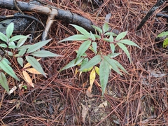 Zanthoxylum ailanthoides
