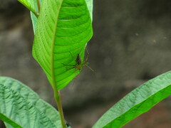 Oxyopidae