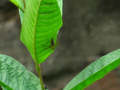 Oxyopidae