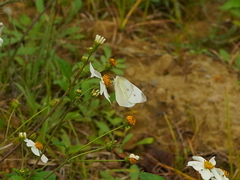 Pieris rapae crucivora
