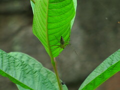 Oxyopidae