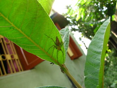 Oxyopidae