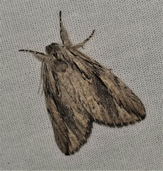 Ecnomodes sagittaria