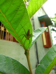 Oxyopidae