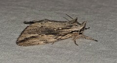 Ecnomodes sagittaria